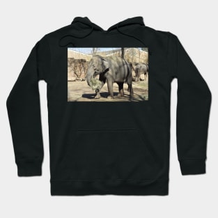 Asian Elephant Hoodie